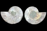 Cut & Polished Ammonite Fossil - Agatized #103077-1